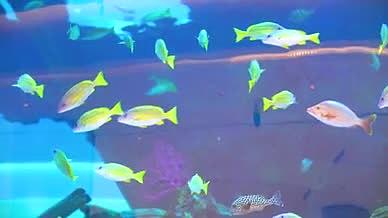 4k实拍海洋馆水族馆里的热带观赏鱼视频的预览图